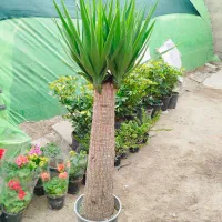 انواع گل و خاک کود گلخانه گلها