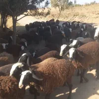 تعداد ۱۰۰رس بره ماده اصیل شال همه یک دست|حیوانات مزرعه|شال, |دیوار