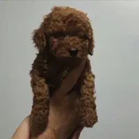 پودل دارک رد نر