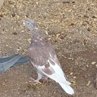 کفتر پرشی پاپر|پرنده|بیرجند, |دیوار