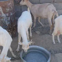 معاوضه بز سانن با میش|حیوانات مزرعه|رودشت (چهارمحال و بختیاری), |دیوار