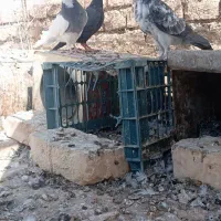 کفتر پرشی|پرنده|سده (خراسان جنوبی), |دیوار