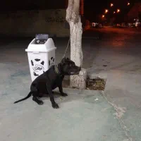 پیتبول اصیل نر|سگ|کرمانشاه, |دیوار