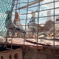 سلام همه کفترا پرشی گرفتنی هست یک ماده الباقی نر