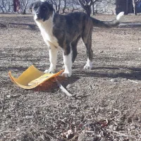 توله سرابی نگهبان