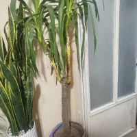 گل یوگا شاداب
