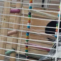 عروس هلندی جفت|پرنده|کرج, شهرک رازی (حصارک)|دیوار