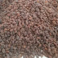 کشمش بیدانه تاکستان