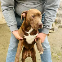 واگذاری پیتبول (نر و ماده)