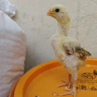 جوجه لاری