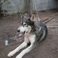 هاسکی اصیل ماده یک ساله|سگ|سنگر, |دیوار