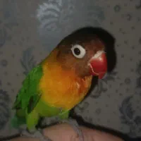 کوتوله برزیلی