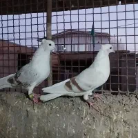 پلنگ نباتی