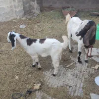 بز پاکستانی