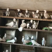 سلام چند جفت طوقی