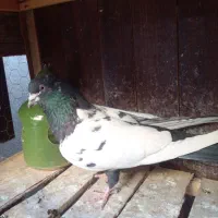 کفتر نر|پرنده|قم, نخودی|دیوار