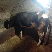 گاوشیری ۶ماه آبستن همراه با گوساله نر ۹ماهه