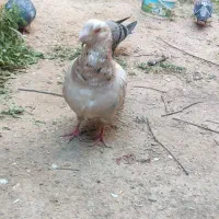 نامبر پر خال