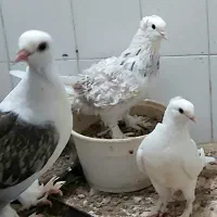 یکجایی کبوتر زاغ راعبی دمچتری زردی رنگی پرشی