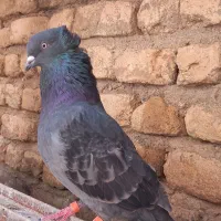 همه نوع کفتر دونه ای ۱۰۰