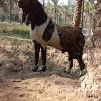 یک عدد بز پاکستانی نر|حیوانات مزرعه|شادگان, |دیوار