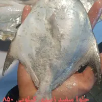 ماهی دریایی ارسال دارین به تمام کشور