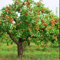 اکیپ میوه چین هستیم حرفه ای خانم و آقا