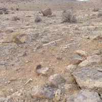 صمغ بادام کوهی یا همان زدو خشک شده