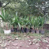 یوکا چند ساله|گل و گیاه طبیعی|رشت, حومه رشت|دیوار