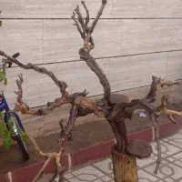 درخت پرنده|لوازم جانبی حیوانات|سبزوار, کهنه آب|دیوار
