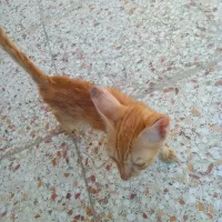 واگذاری گربه