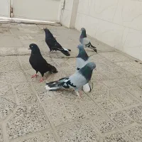 کبوتر اصفهانی