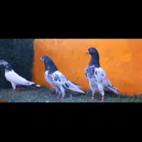 کله دم سبز تیدی نر ماده|پرنده|داران, |دیوار