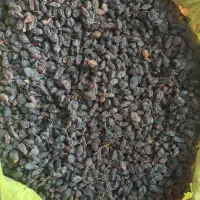 کشمش افتابی درجه ۱