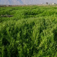 شوید بابونه کازرون