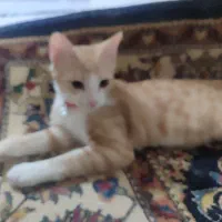 گربه بازیگوش واگزاری|گربه|پرند, فاز ۶|دیوار