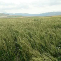 زمین کشاورزی