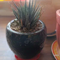 کاکتوس|گل و گیاه طبیعی|تهران, افسریه شمالی|دیوار