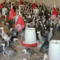 بوقلمون برنز محلی و خروس