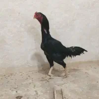 اوشامو آلمانی