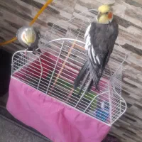 یه جفت عروس هلندی سرحال سالم بفروش میسرد