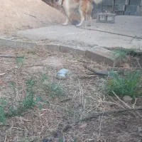 سگ گمشده