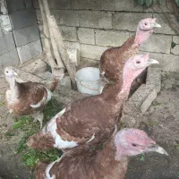 فروش چهار عدد بوقلمون بوربون