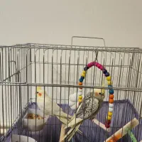 پرنده فروشی