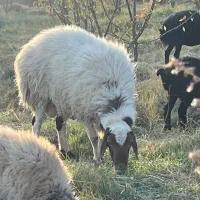 گوسفند (قوچ)|حیوانات مزرعه|زاویه, |دیوار