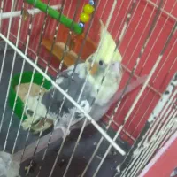 عروس هلندی ماده جوان