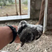 فروش یک جفت کبوتر پرشی|پرنده|رضوانشهر, |دیوار