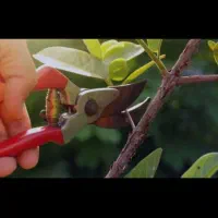 هرس ،احداث ومرتب سازی باغ ویلا