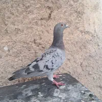 کفتر|پرنده|داراب, |دیوار