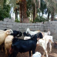 گوسفند فروشی